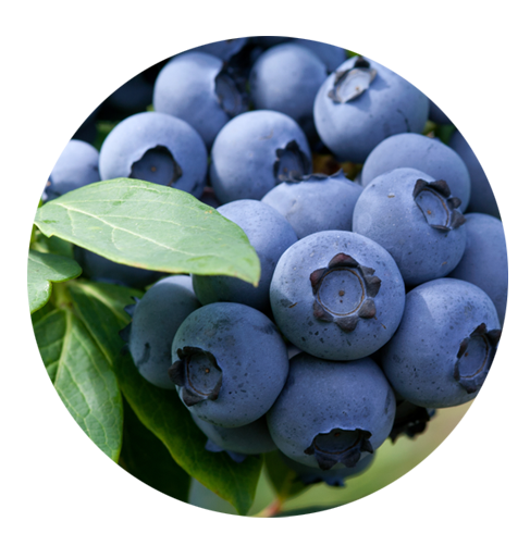 Bilberry