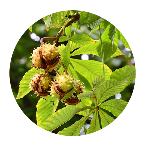 Horse Chestnut